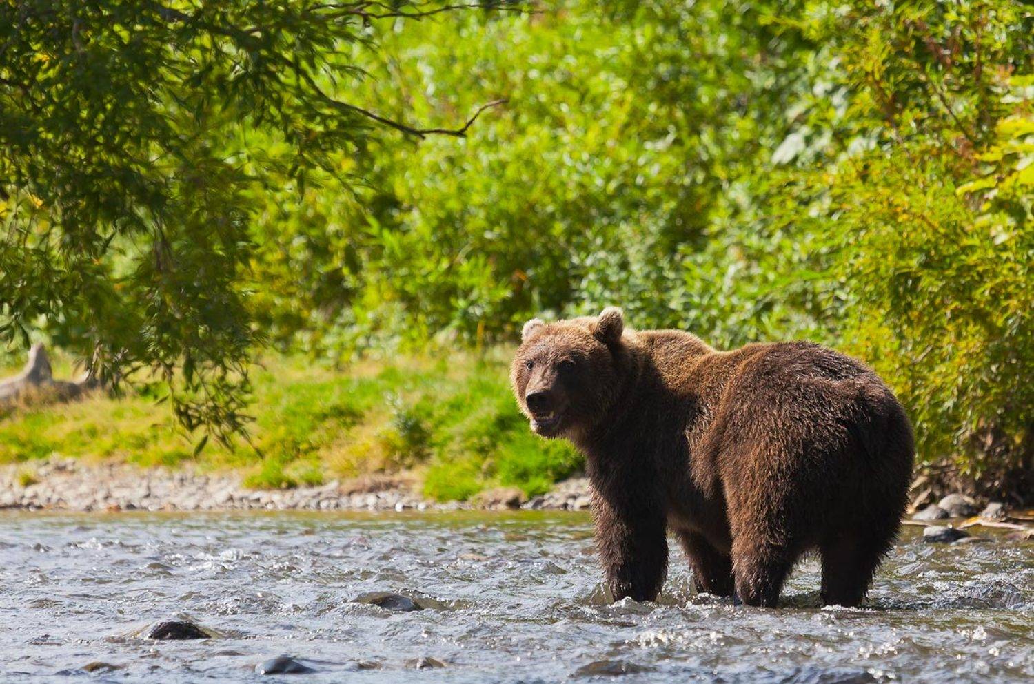 медведь, камчатка, курильское озеро, южно-камчатский заказник, Дмитрий Уткин
