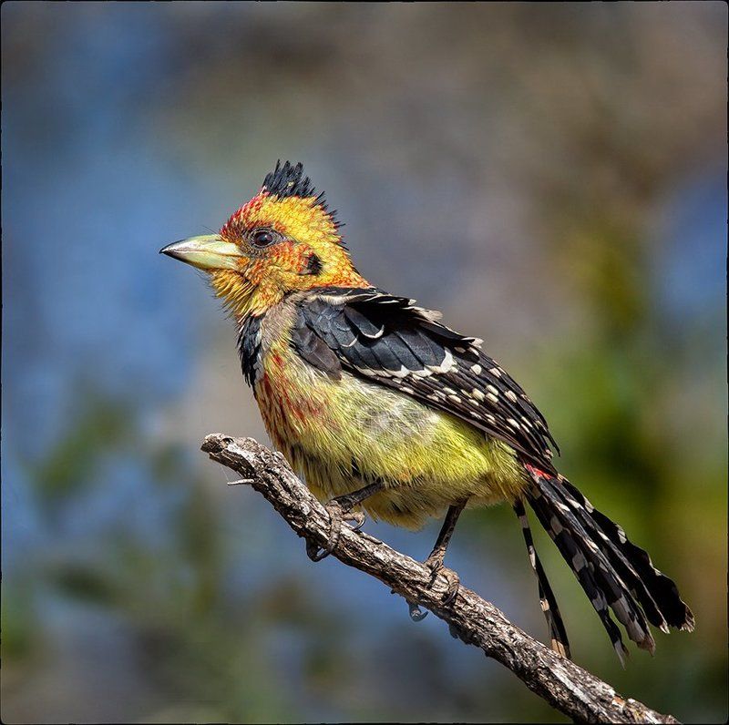 Crested Barbet фото превью