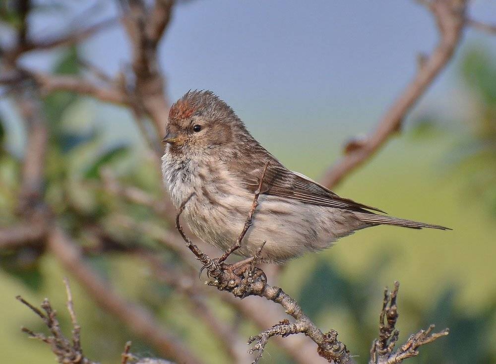 , алексей овчинников