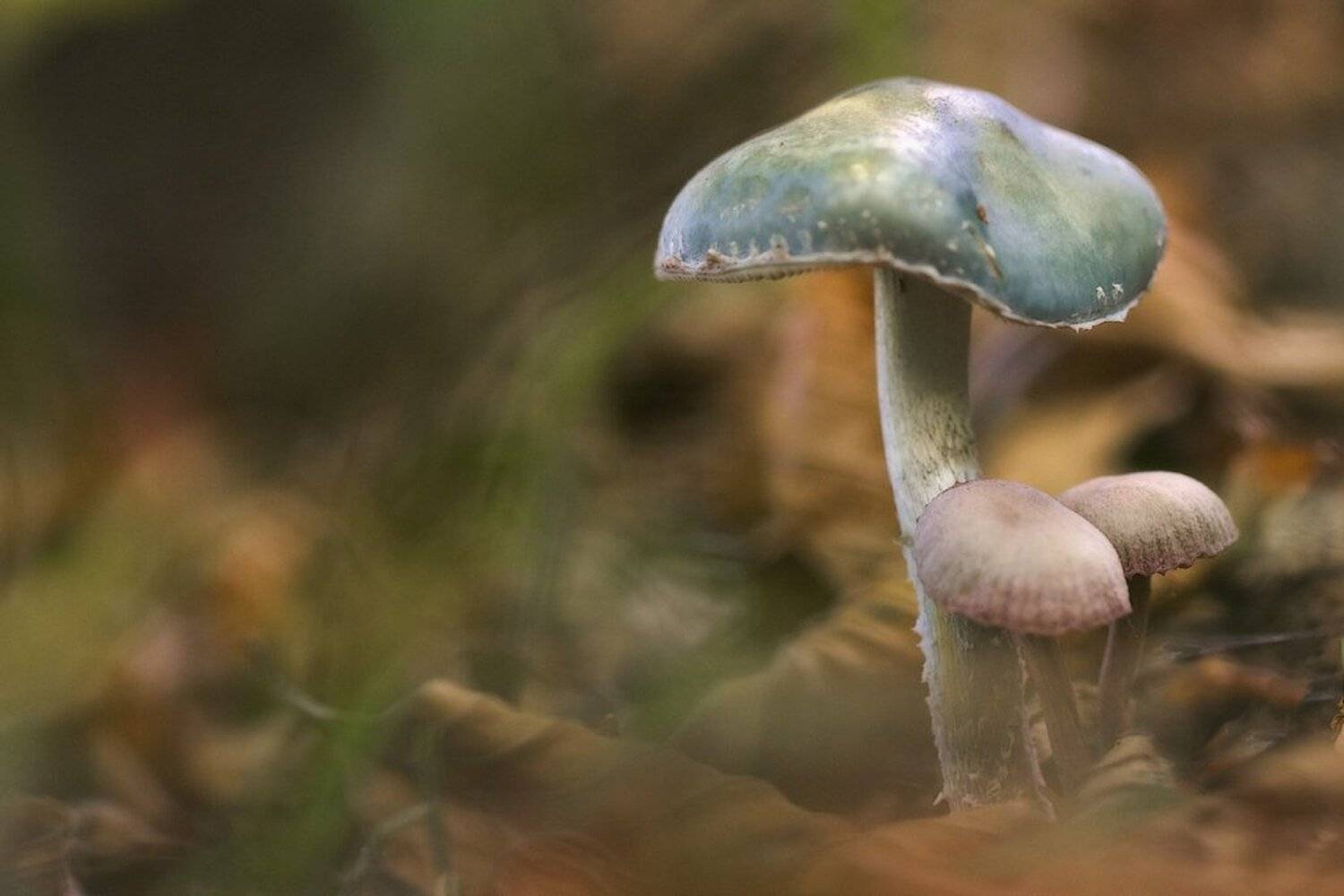 , Ирина Костова