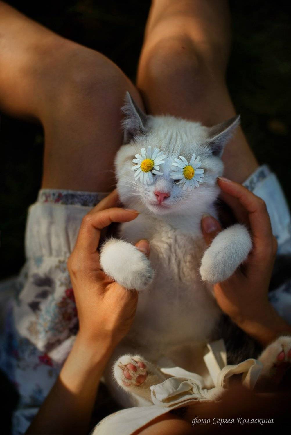 Девочка, Кот, Котик, Кошка, Ромашки, Сергей коляскин, Солнце, Сергей Коляскин