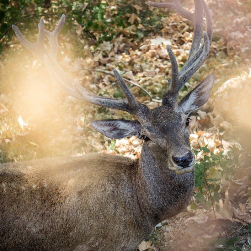 Look фото превью