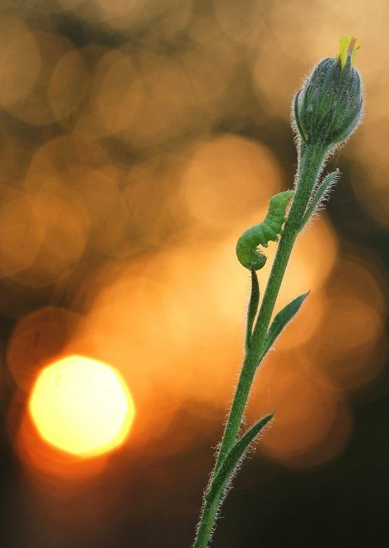 Поклон солнцу фото превью