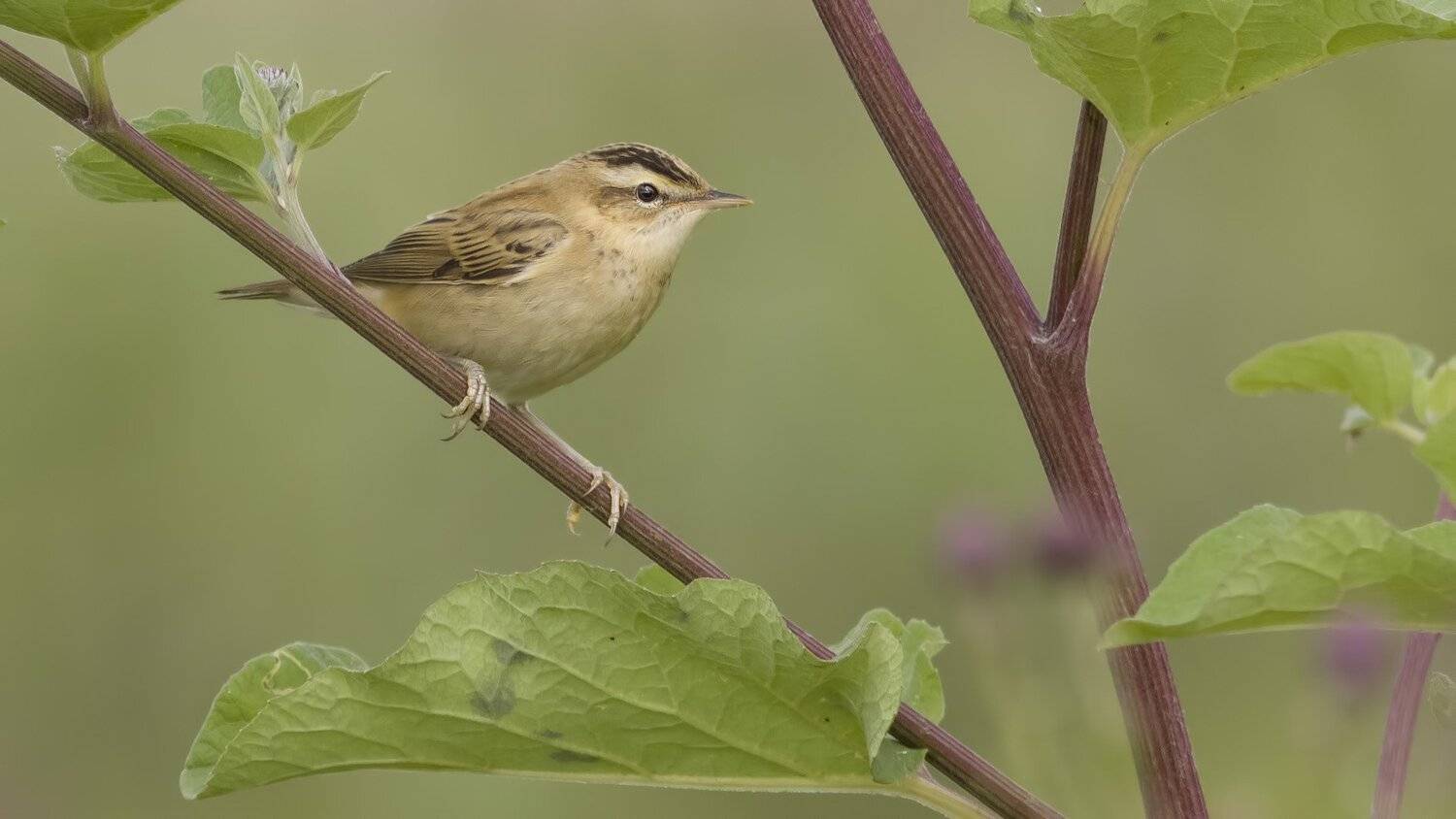 Камышевка, Ляпустин Юра