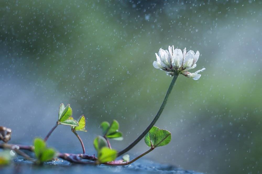 Дождь, Клевер, Осень, Цветы, Евгения Муравская