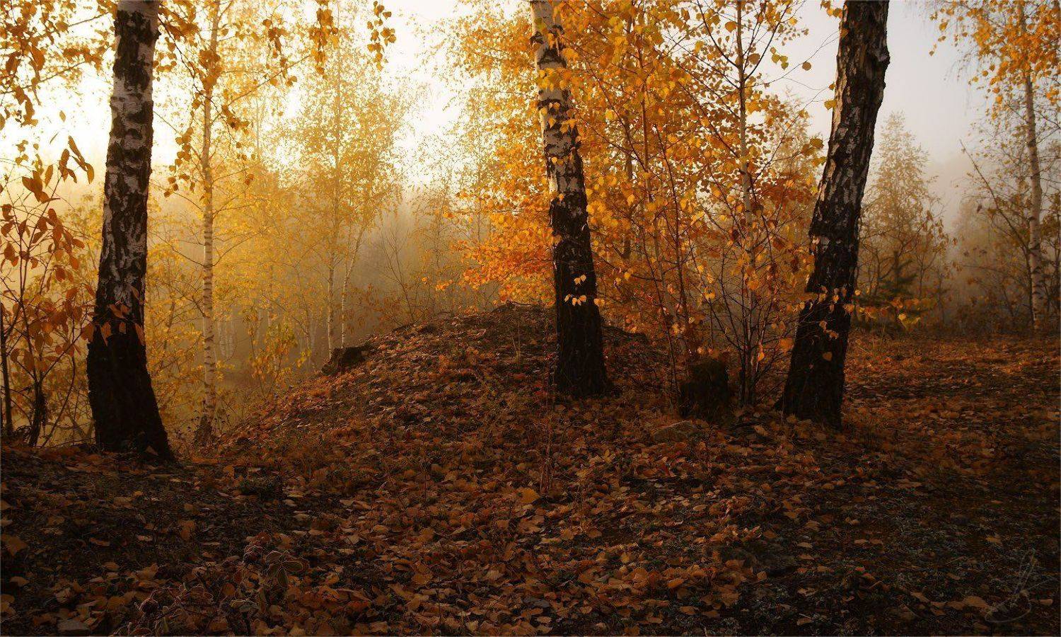 , Будин Николай