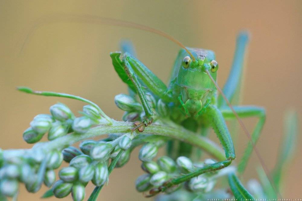 , Алексей Лобанов