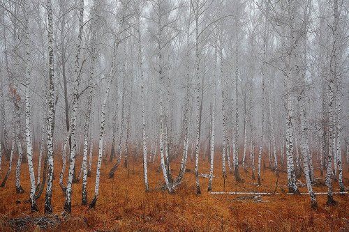 Платиновый лес