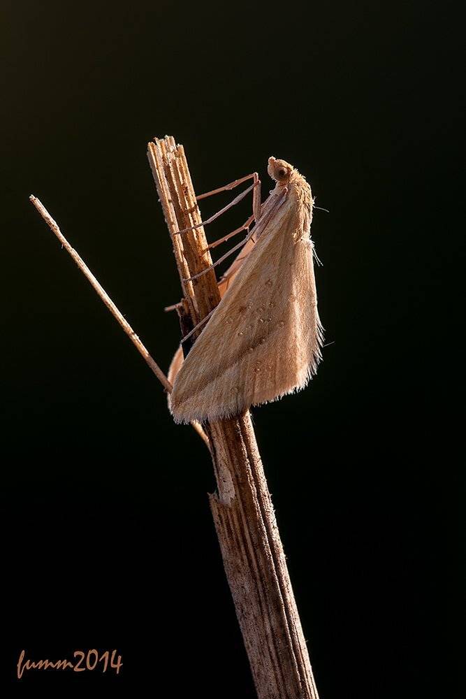 , Игорь ФУММ