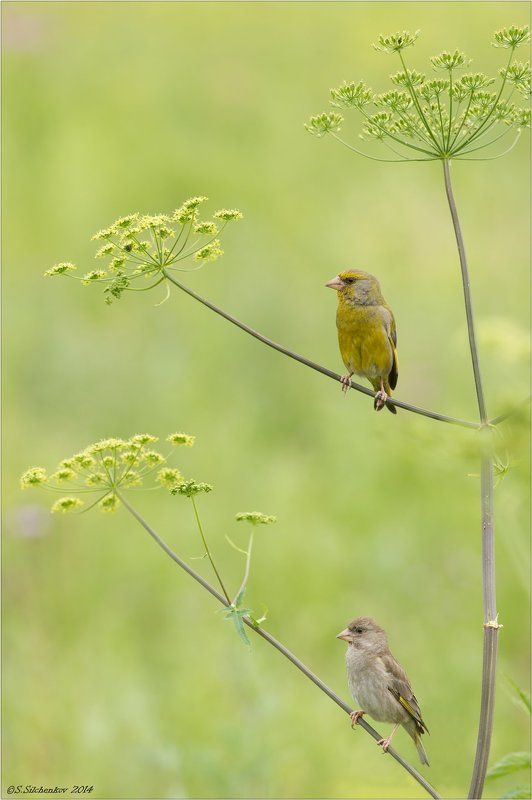 Зеленушка, Птицы Ты на одном, ну а я на другом... фото превью