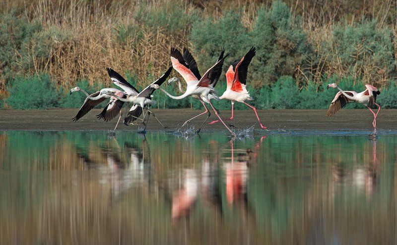 Фламинго фото превью