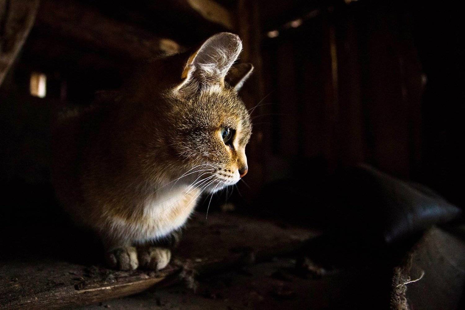 животное, животные, кот, кошка, Дмитрий