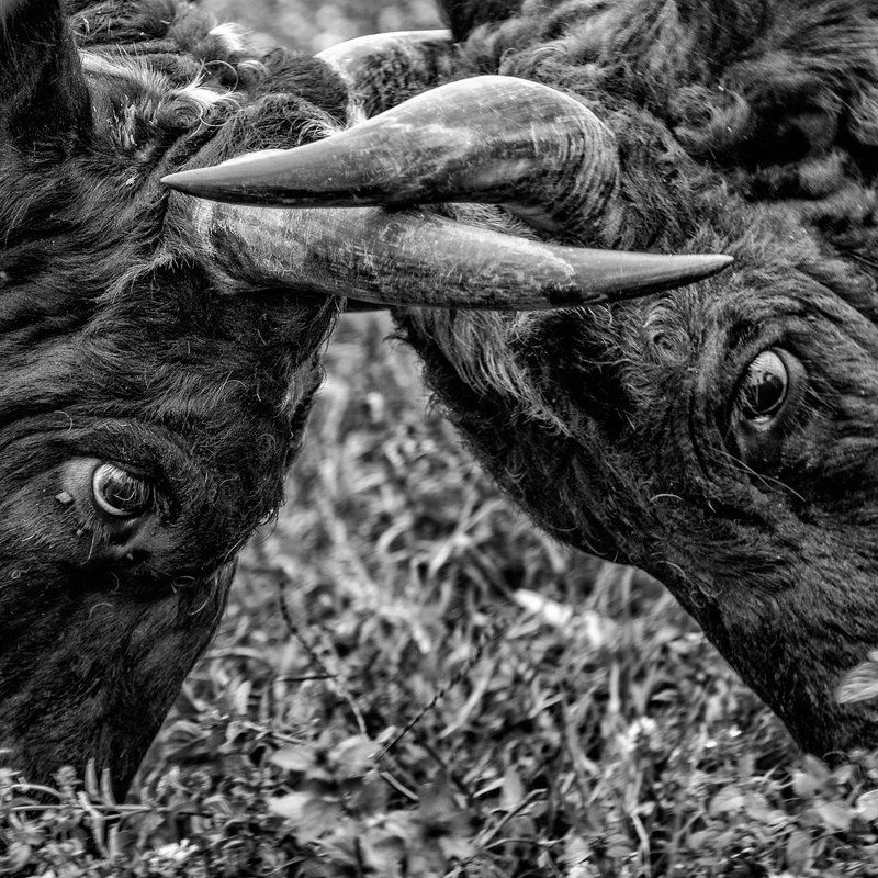 Bullfight Drama фото превью