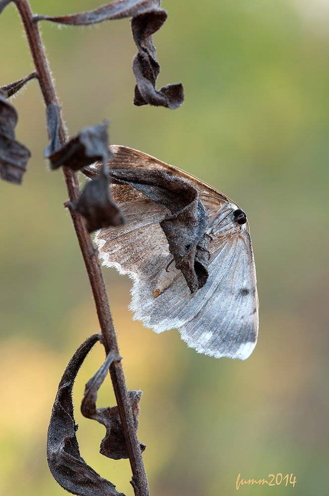 , Игорь ФУММ