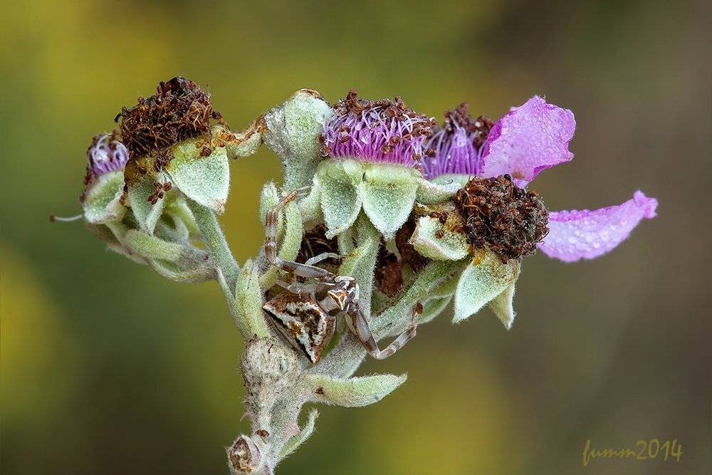 , Игорь ФУММ