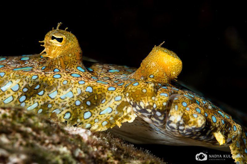 Озадачилась фото превью