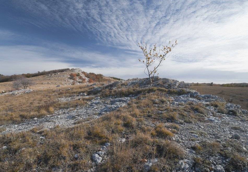 , Саша  Вайсберг / Waldschnepfe /