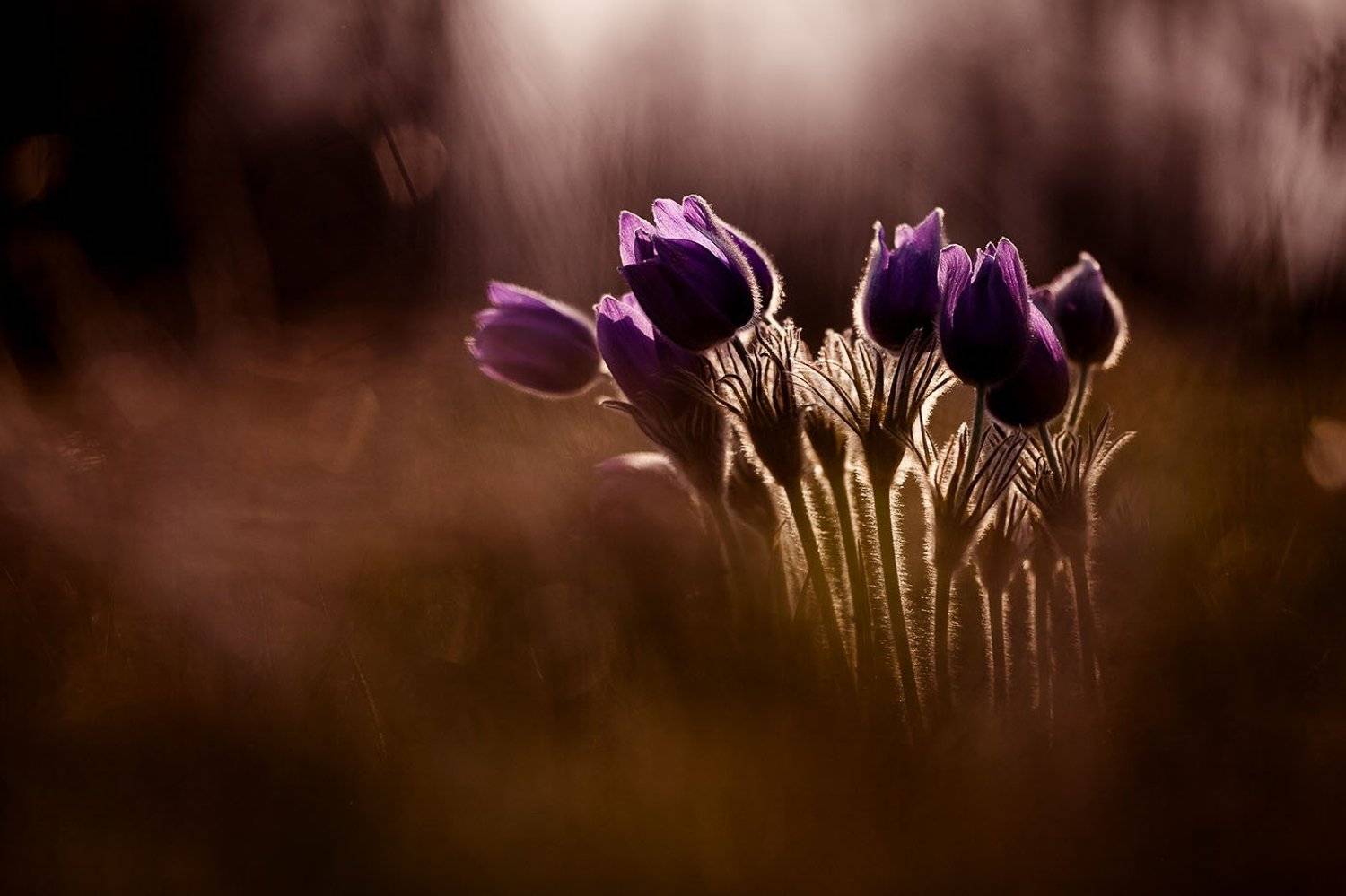 прострел раскрытый, Юлия Втюрина