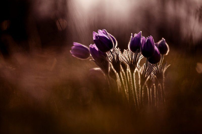 прострел раскрытый о сон-траве фото превью