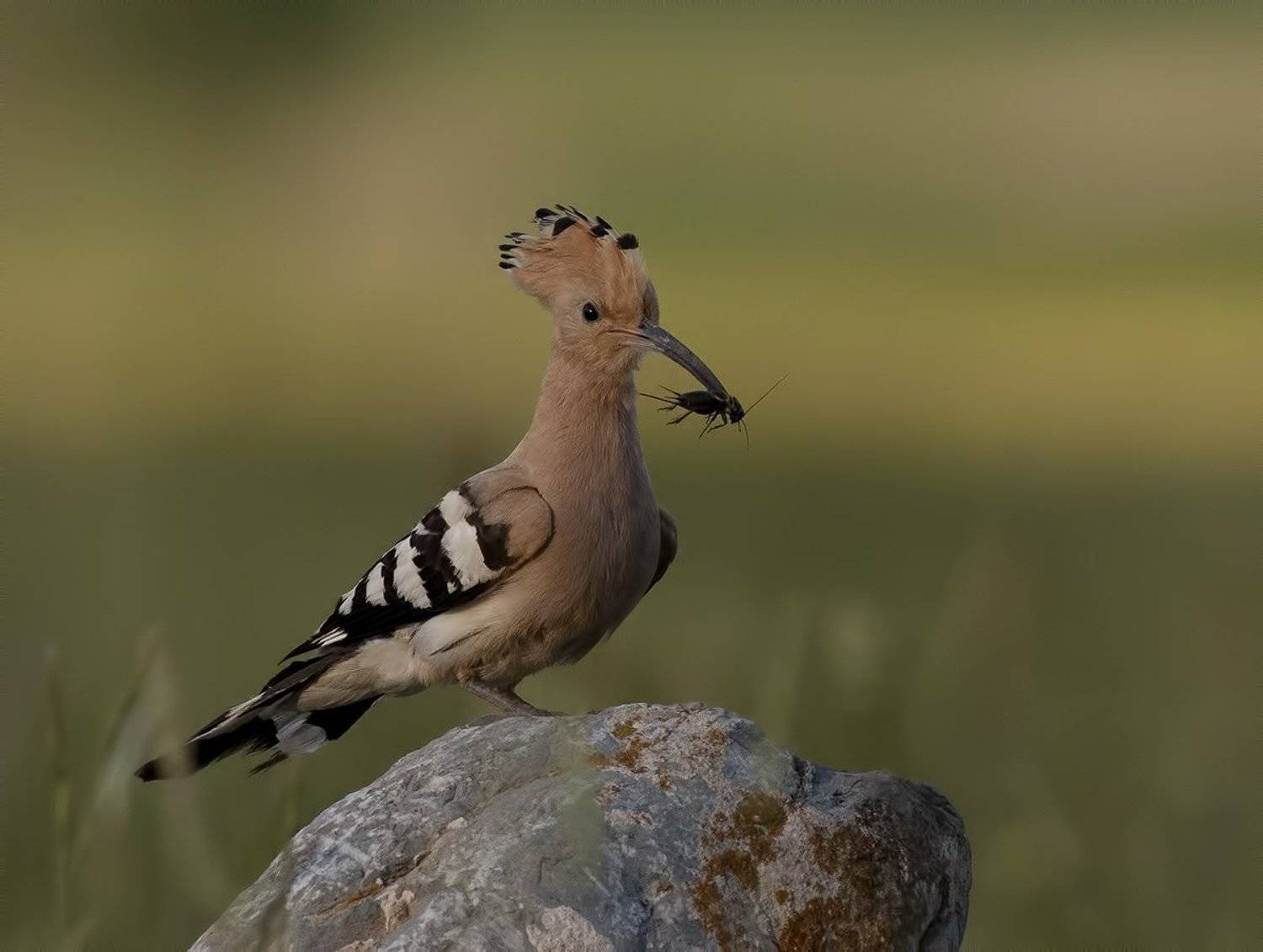 , Стефан Дянков