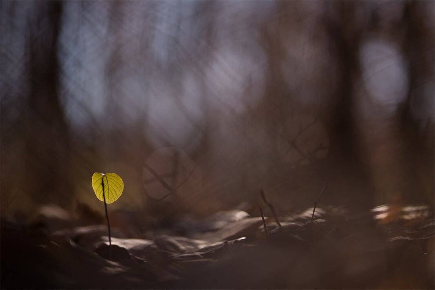 , Геннадий Мещеряков