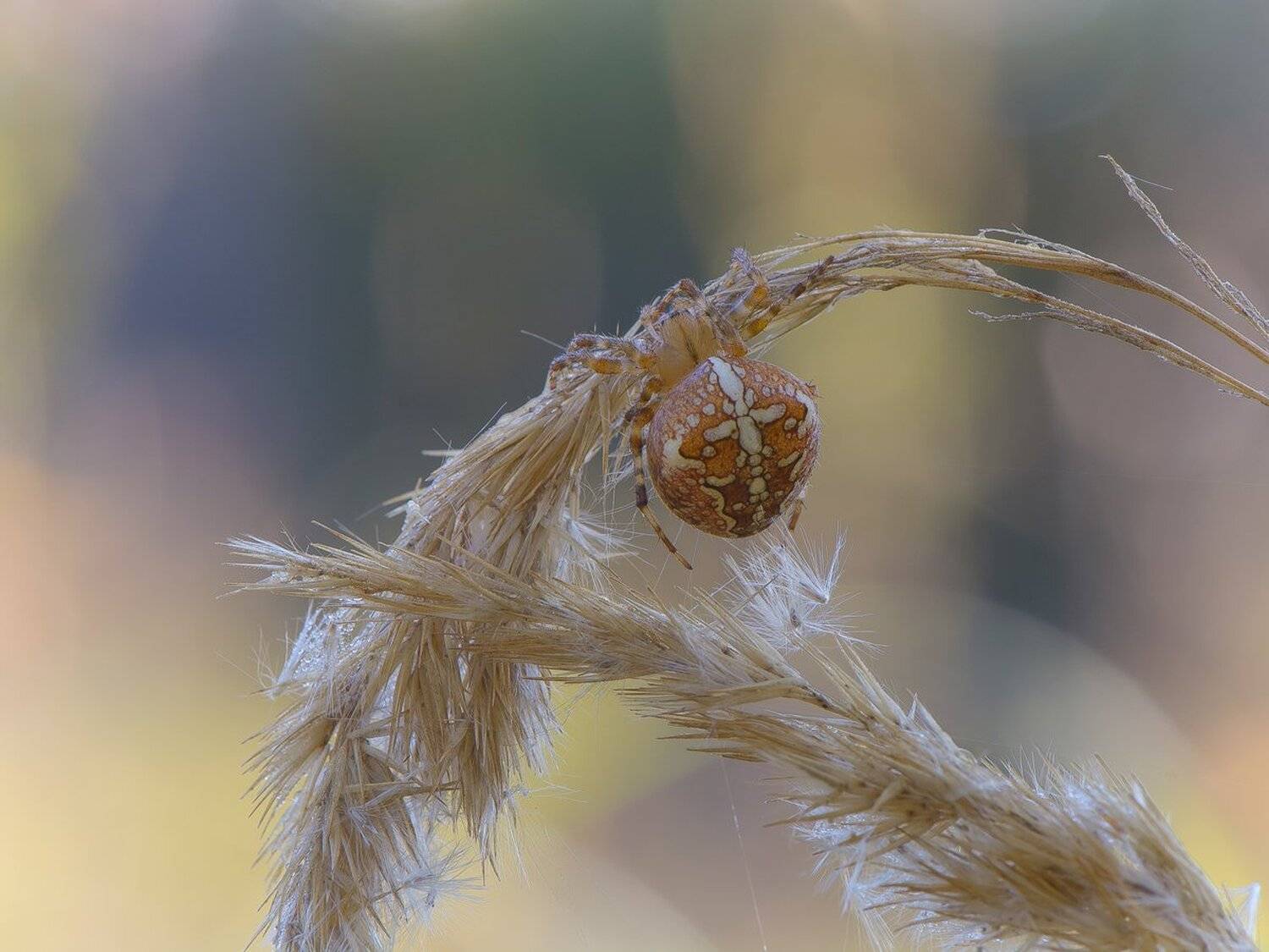 , Кузнецов Дмитрий