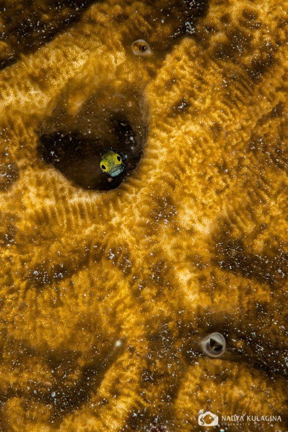 Secretary blenny, Nadya Kulagina