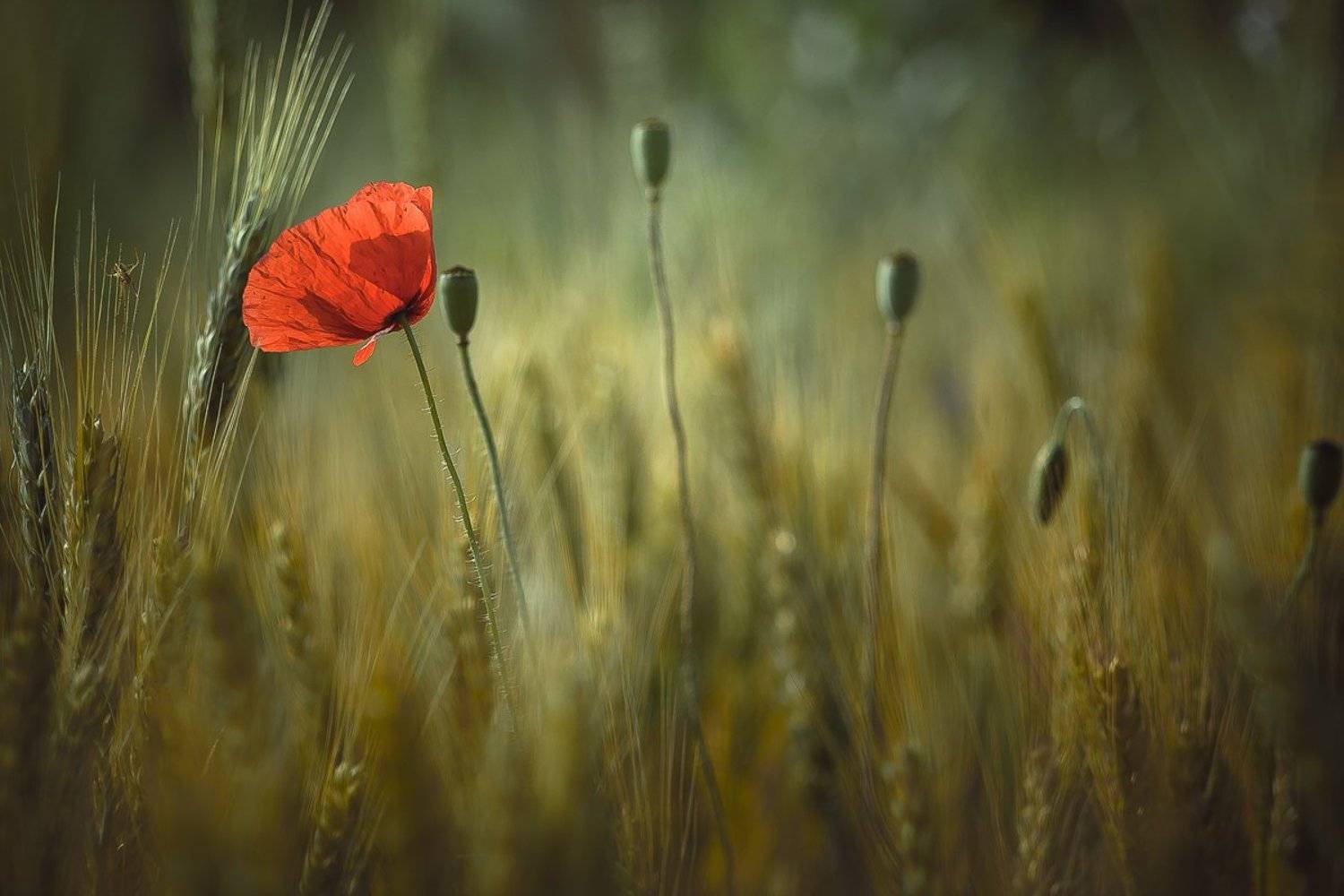 Flower, Nature, Gabriel Prescornita