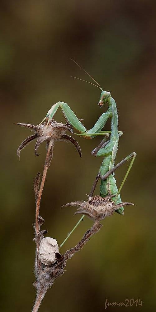 , Игорь ФУММ