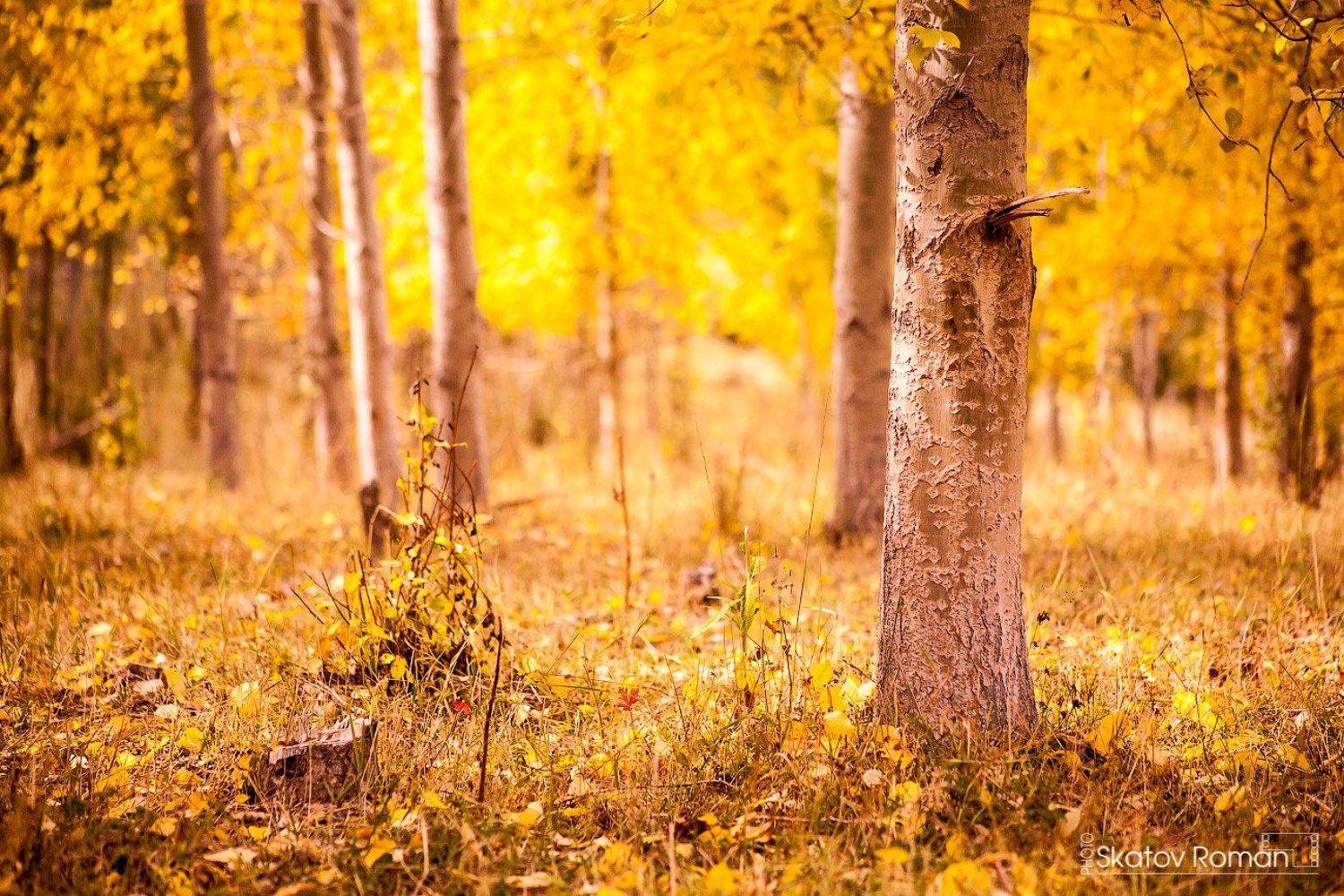 Береза, Каракольское ущелье, Кыргызстан, Лес, Листья, Осень, Скатов Роман