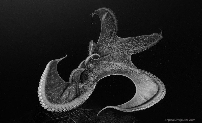 Бухта Рудная. Осьминог. фото превью