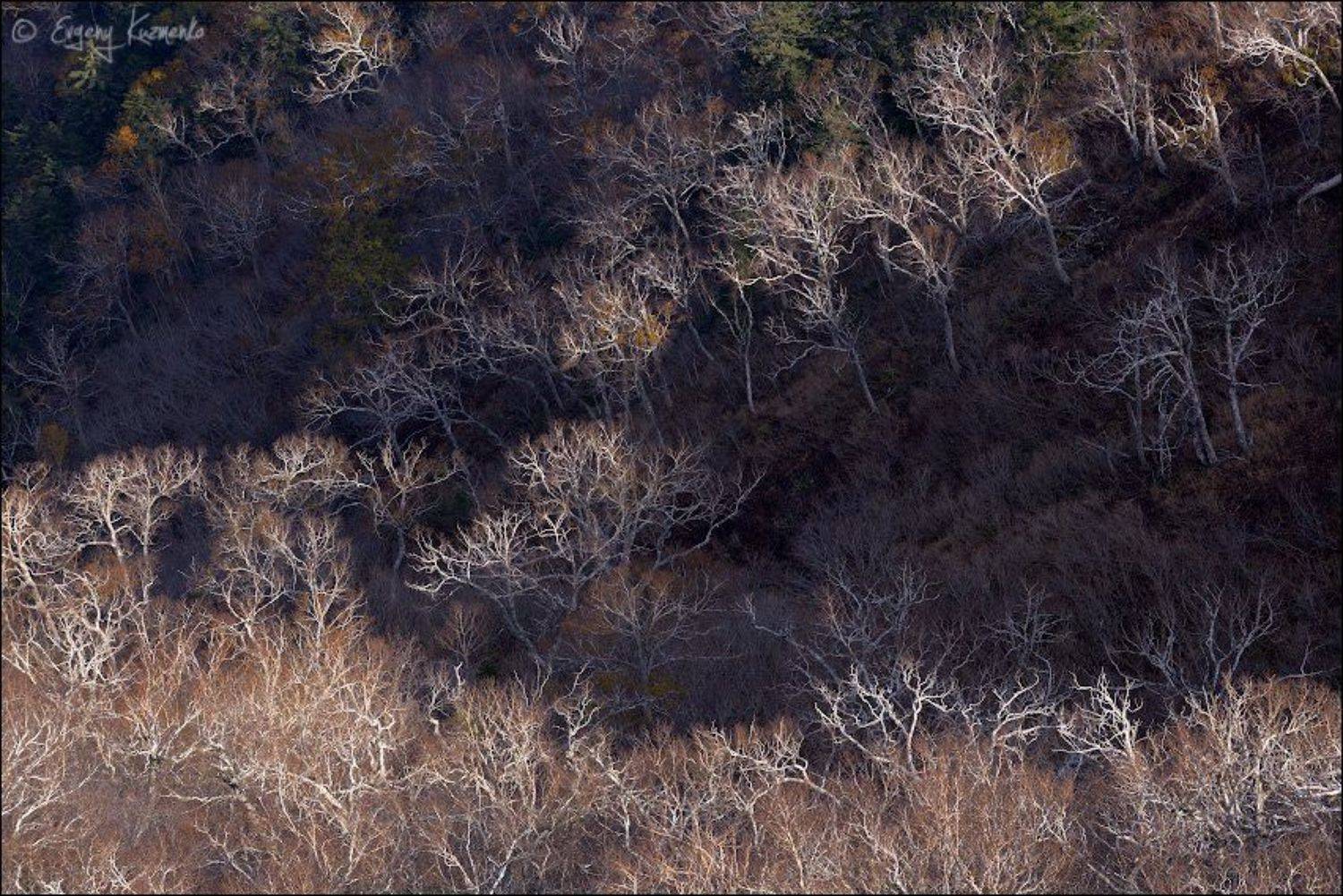 Гора острая, Каменная береза, Осень, Сахалин, Евгений Кузьменко