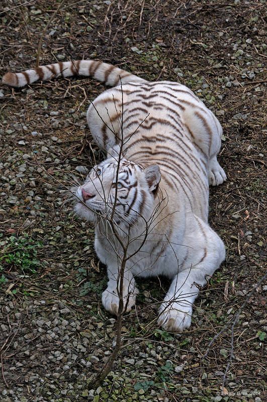 В засаде! фото превью