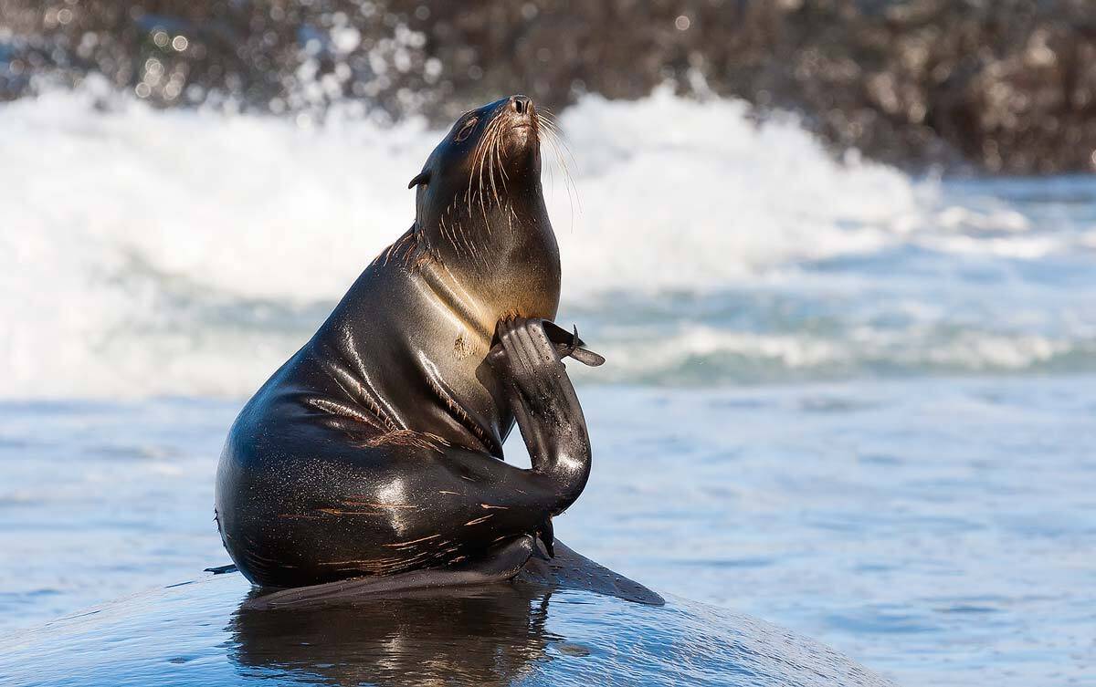 северный морской котик, котик-холостяк, морские млекопитающие, остров беринга, командоры, Дмитрий Уткин