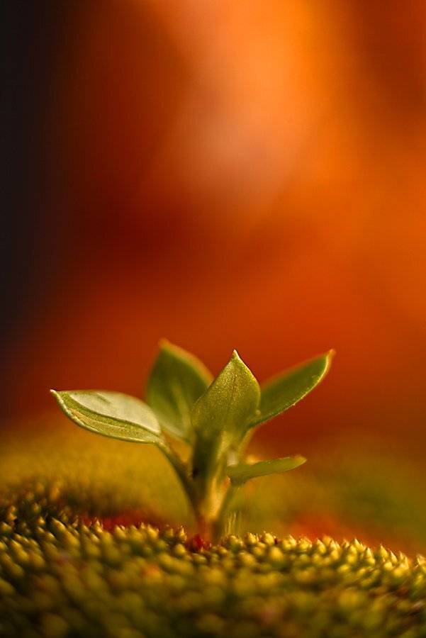 , Франгони Владимир