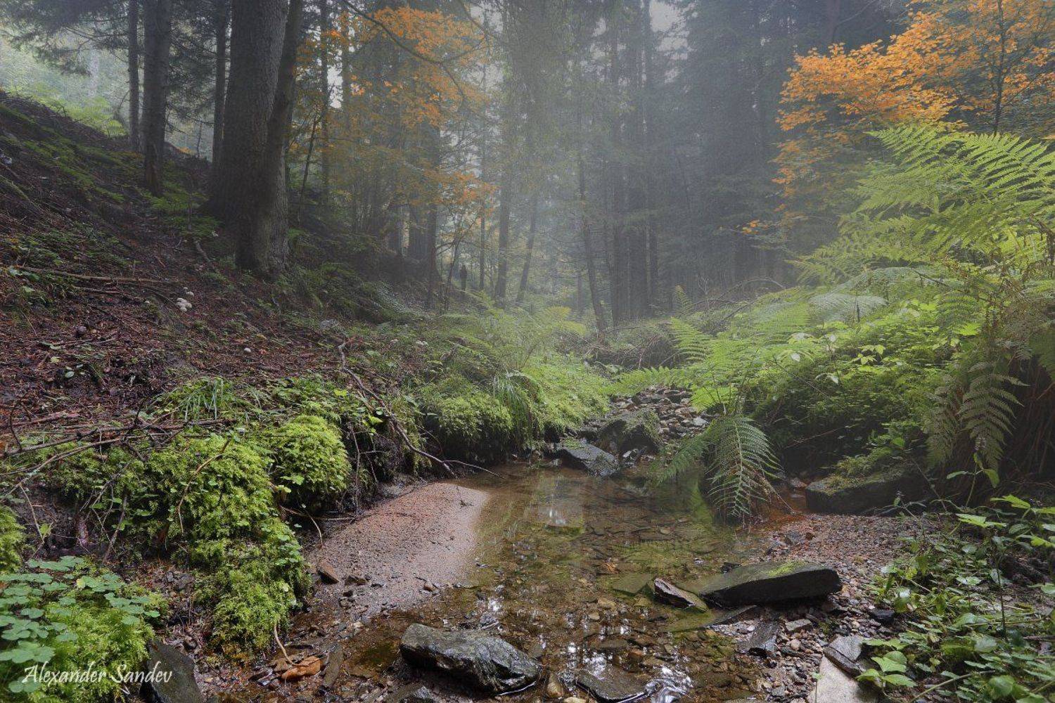 , Александър Сандев