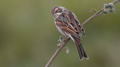 Reed bunting