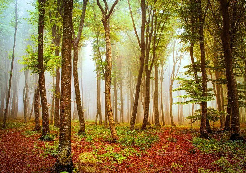 Joy фото превью