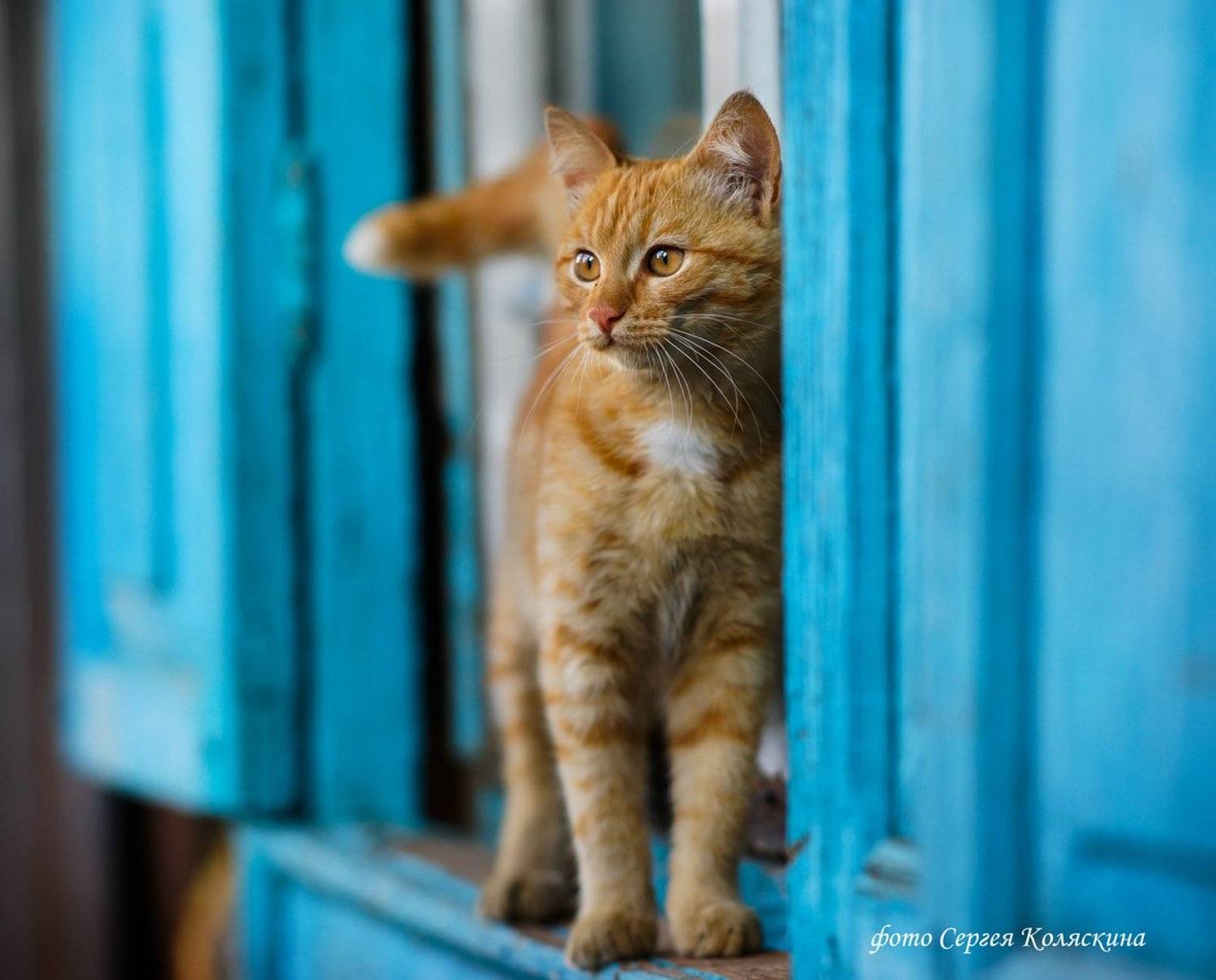 Кот, Котенок, Котик, Кошка, На окошке, Рыжийкот, Сергей коляскин, Утро, Фото Сергея Коляскина, Сергей Коляскин