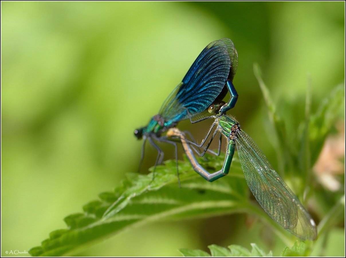 стрекозки,красотки,июнь, Александр Чувилин
