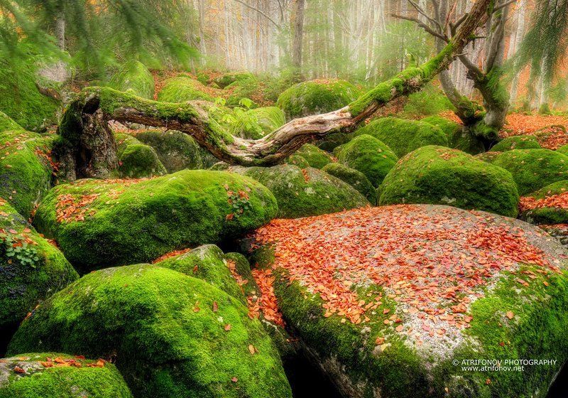 Wonderland фото превью