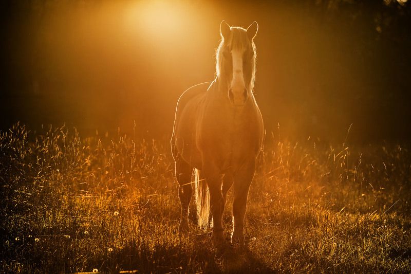 Просвещенный фото превью