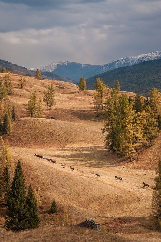 Дикий, дикий ... но не запад фото превью