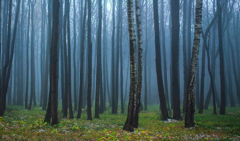 Березы, Лес, Октябрь, Осень, Тула  фото превью