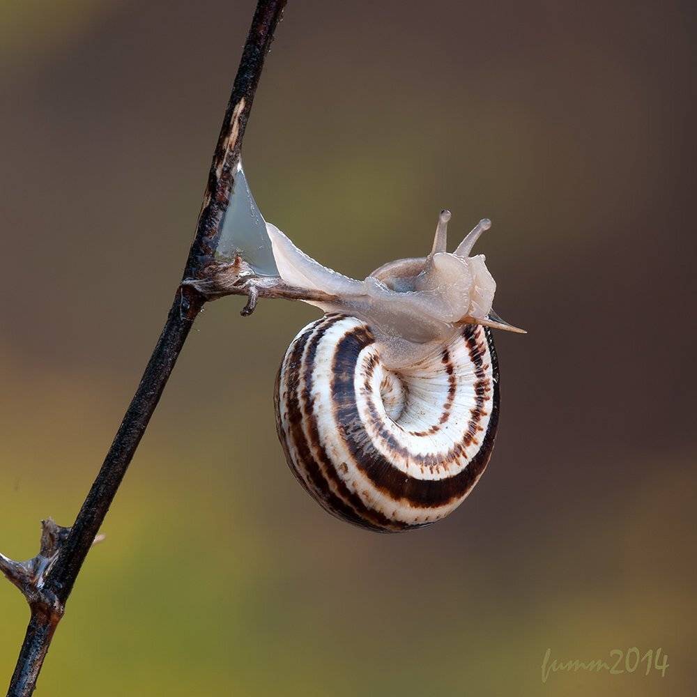 , Игорь ФУММ