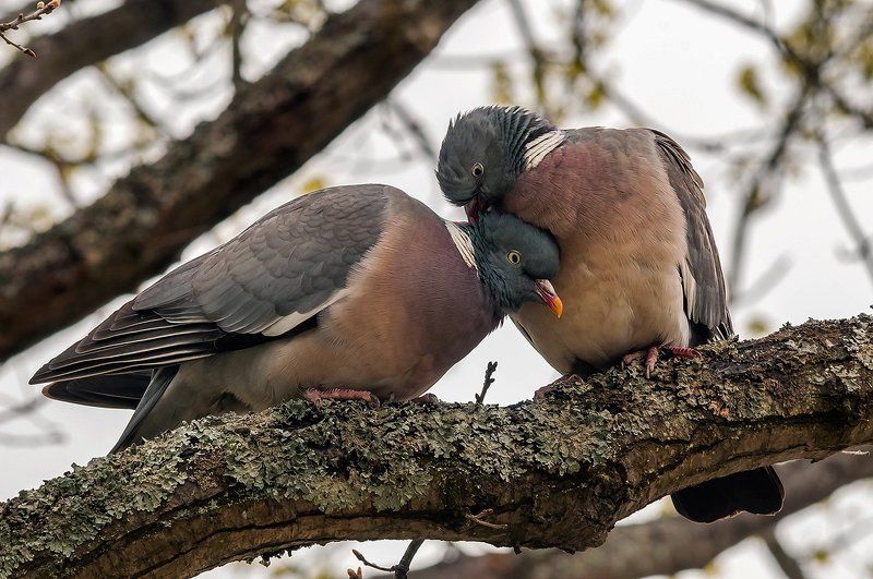 Голубь вяхирь. Вяхирь (Columba palumbus ). фото превью