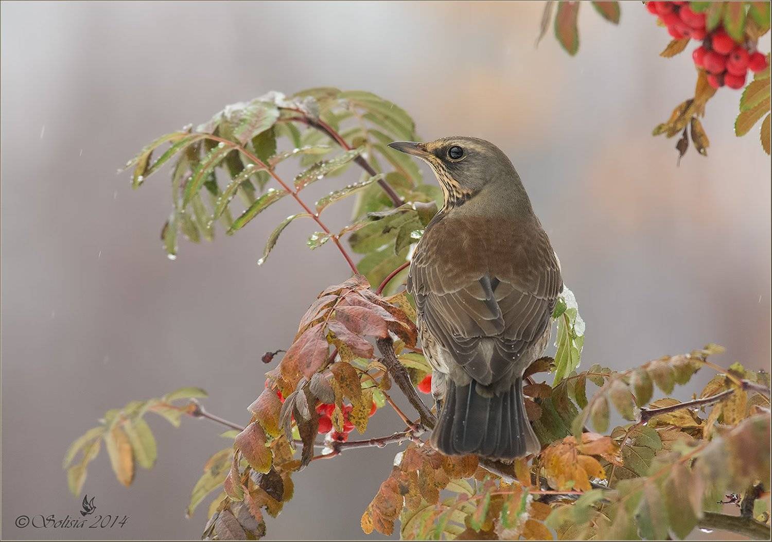 Turdus pilaris, Дрозд, Осень, Природа, Птицы, Рябинник, Солисия