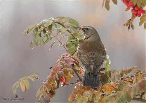 Осенняя зарисовка