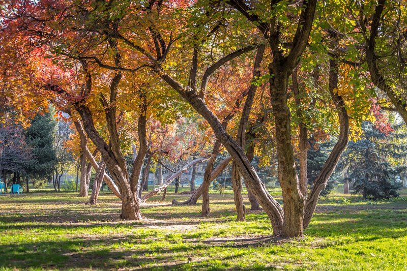 *** фото превью