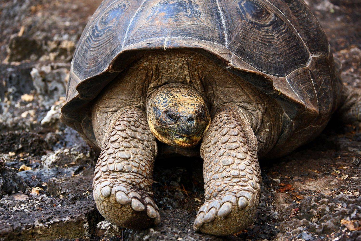 , Александр Перов